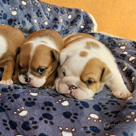 Cuccioli di bulldog inglese con pedigree ENCI