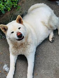 Cane Akita giapponese