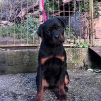 Cucciolo maschio di ROTTEILER