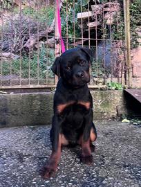 Cucciolo maschio di ROTTEILER
