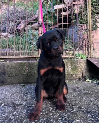 Cucciolo maschio di ROTTEILER