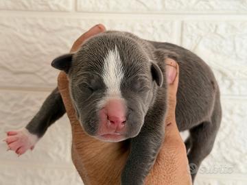 American pitbull terrier