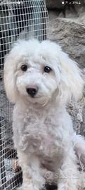 maltipoo 