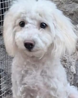 maltipoo 