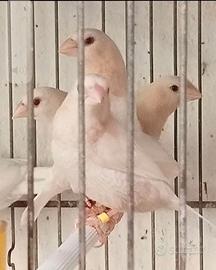 Passeri del Giappone