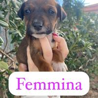 Cuccioli dolcissimi?