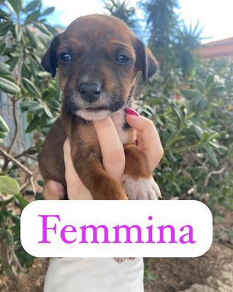 Cuccioli dolcissimi?