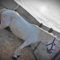 Cavallo