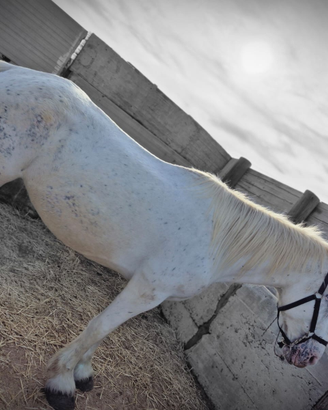Cavallo