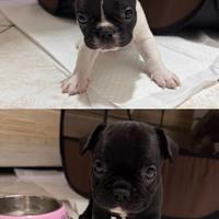 Cuccioli di Bulldog francese