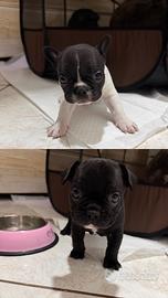 Cuccioli di Bulldog francese