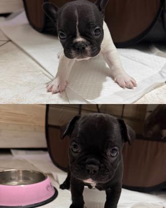 Cuccioli di Bulldog francese