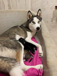 Husky siberian