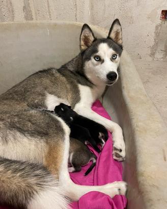 Husky siberian