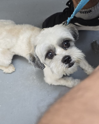 Accoppiamento cagnolino