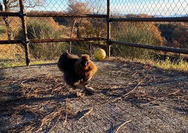 MOROSETA -galli Moroseta