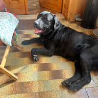 Disponibile per monta