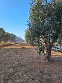 Terreno uliveto sulla taranto lecce
