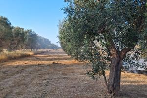 Terreno uliveto sulla taranto lecce
