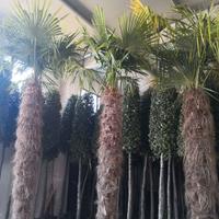 Palma (Chamaerops Excelsa - Trachycarpus Fortunei