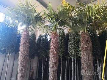 Palma (Chamaerops Excelsa - Trachycarpus Fortunei