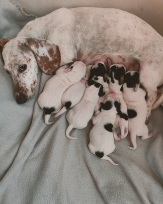 Bassotti piebald