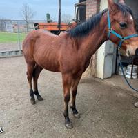 Puledro quarter horse