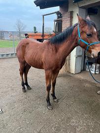 Puledro quarter horse