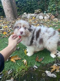 Cuccioli di pastore australiano