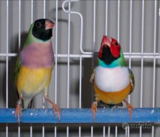 Coppie diamanti di gould
