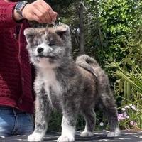 Cuccioli di akita inu tigrato