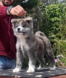 Cuccioli di akita inu tigrato