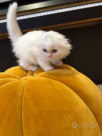 Gattino scottish fold