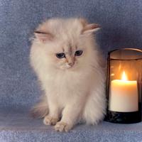 Cucciola di British Longhair