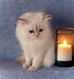 Cucciola di British Longhair