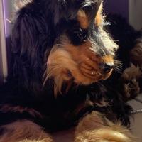 Cocker per monta
