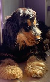 Cocker per monta