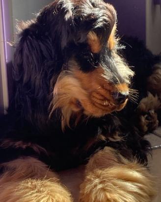 Cocker per monta