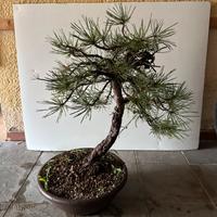 Bonsai pino nero