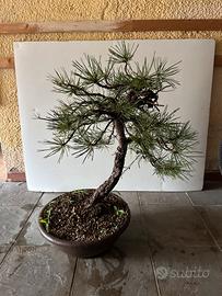 Bonsai pino nero