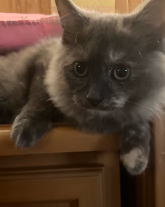 Gattini siberiani