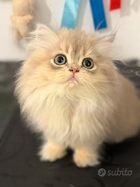 Gattina British Longhair cucciola