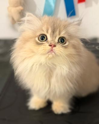 Gattina British Longhair cucciola