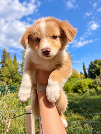 Cuccioli Australian Shepherd Maschio Red Merle