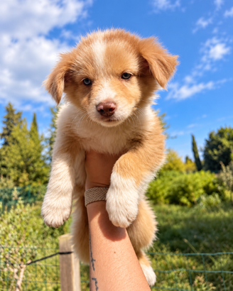 Cuccioli Australian Shepherd Maschio Red Merle