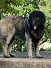 Cuccioli pastore del Caucaso