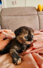 scottish fold e straight  ULTIMI CUCCIOLI