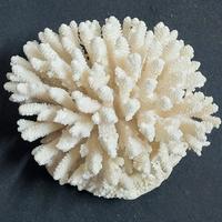 Corallo Bianco da 715 grammi, Funzione Ornamentale