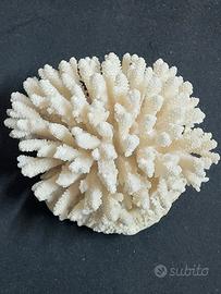 Corallo Bianco da 715 grammi, Funzione Ornamentale