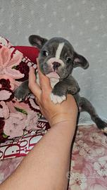 Bulldog Francese blu
